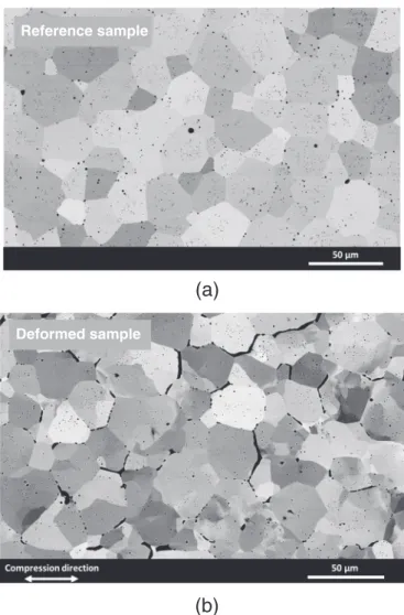 Fig. 1. BackScattered Electron micrographs of UO 2 (a) “as-sintered” sample and (b) de- de-formed sample.
