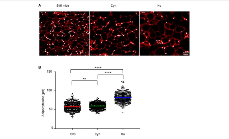 FIGURE 5 | Relative distributions of adipocytes and SVF cells. (A) Immunohistofluorescence image of adipocytes (FABP-4 staining, in red) and SVF nuclei (DAPI staining, in white) from VAT collected from non-obese male C57Bl/6 mice, cynomolgus macaques, and 