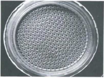 Figure 2.1 visualisation expérimentale des cellules de Bénard réalisée par Koschmieder et al [8] 