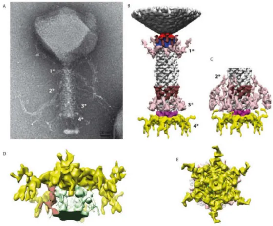 Figure 5. 3D reconstruction of the entire tail. (A) A negative staining image of phAPEC6