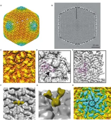 Figure 3. Detailed 3D reconstruction of the phAPEC6 capsid: (A) Isosurface representation of the phAPEC6 head 3D reconstruction at a 10-Å resolution