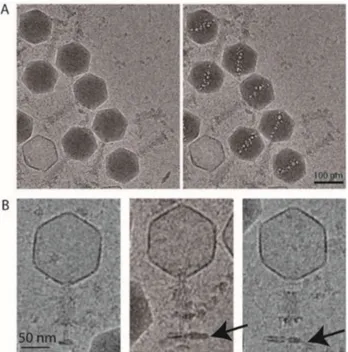 Figure 4. Cryo-electron microscopy of phAPEC6. (A) Low-dose and high-dose cryo-electron microscopy images of phAPEC6 demonstrate the presence of an inner body