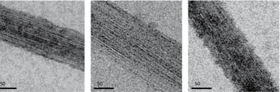 Figure 4.  Effect of MapZ cyto  on FtsZ bundling. Negative-stain electron microscopy images of FtsZ filament  bundles imaged with a calibrated nominal magnification of 23,000