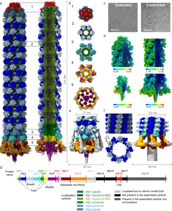 Figure 1. Cryo-EM structures of the complete antifeeding prophage (AFP) contractile injection  system in extended and contracted states.