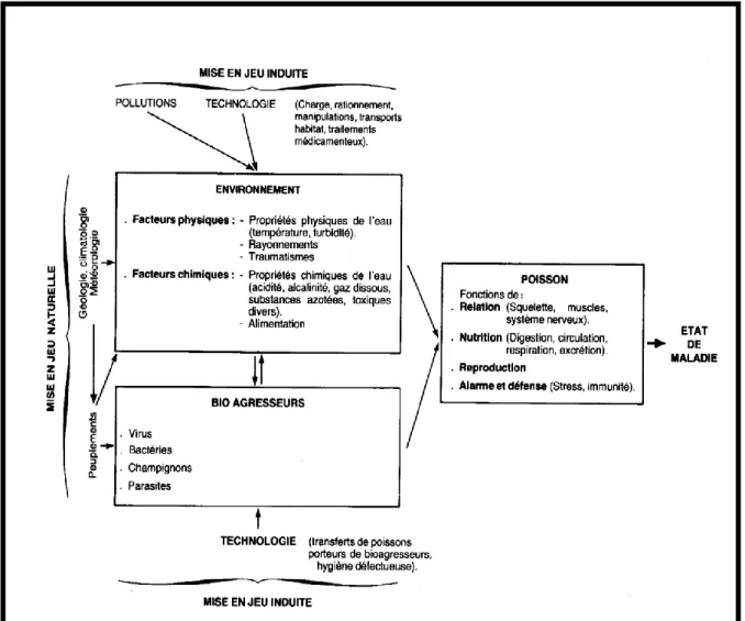 Figure 04:  Relation  entre  les  composants  de  l’environnement  et  la  biocénose  aquatique  (Kenkelin et al., 1985)