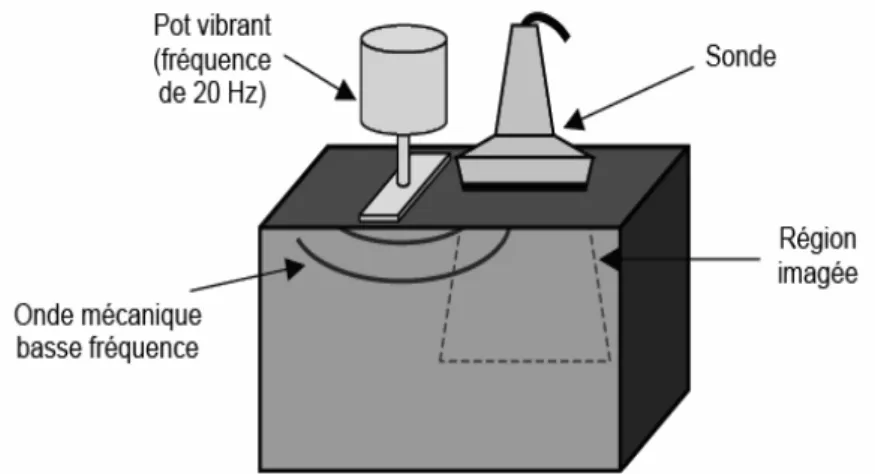 Figure 2.6 : Dispositif utilisé en sono-élastographie.  