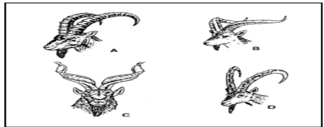 Figure 01: Quelques représentants sauvages du genre Capra: A-C.ibex ,B-C.pyrenaica ;C- ;C-C.falconeri ;D-C.hircus aegagrus (dessin d’après Clutton-brock, 1981) 
