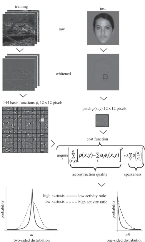 Figure 1. Workflow for estimating the sparseness of face images. We first trained 144 basis functions Φ i (of size 12 × 12) to reproduce natural scenes using the same sparseness algorithm and model parameters as in [9]