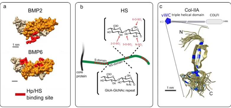 FIG. 2. Structures of selected BMPs and GAGs and ECM proteins. (A) Structure of BMP-2 (PDB 6OMN) and BMP-6 (PDB 6OMO)  [120]  as  example  of  BMPs  presenting  the  Heparin/Heparan  sulfate-binding  site  (Hp/HS)  at  the  N  and  C-terminal  domains,  re