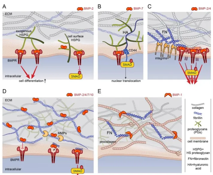 FIG. 3. Schematic representation of the role of ECM components on BMP bioactivity. (A) HSPGs bind and present BMPs to cellular  receptors,  namely  the  BMP  receptors  (BMPR)