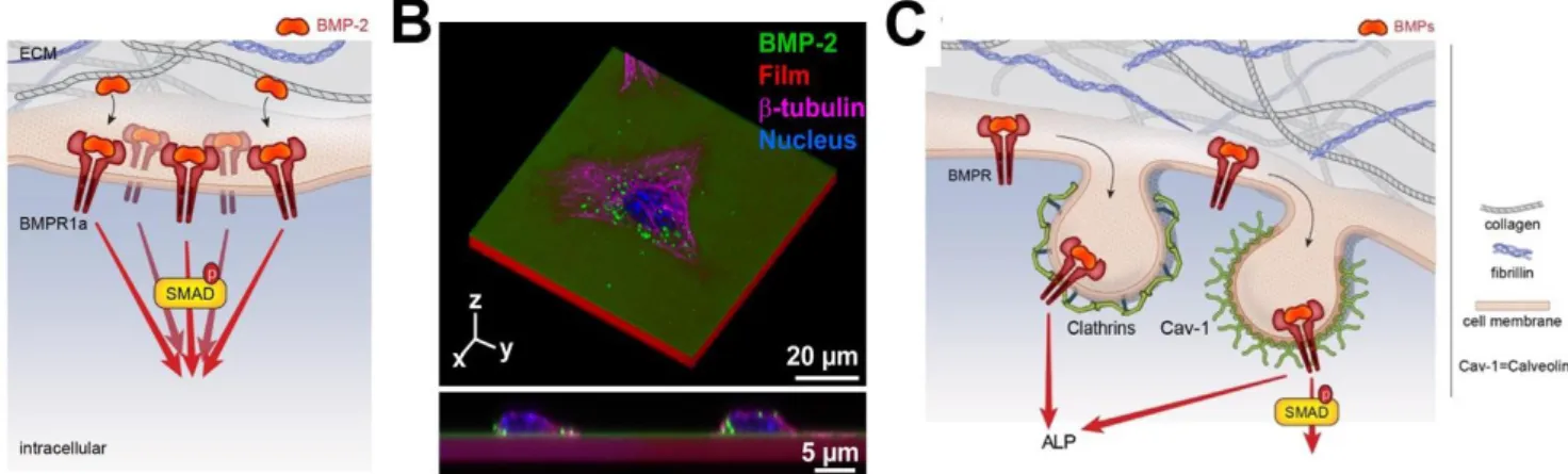 FIG. 5. Influence of BMP receptor overexpression and of BMP internalization on cell signaling