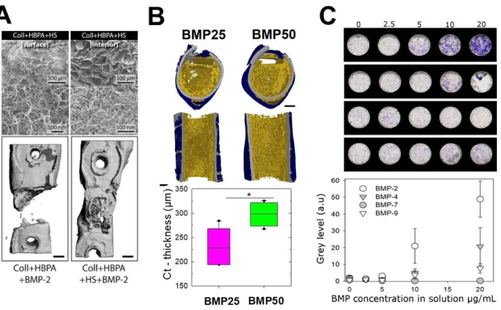 FIG. 6. Bone repair in vivo using BMP-2 delivering biomaterials and future high throughput solutions for in vitro cell studies