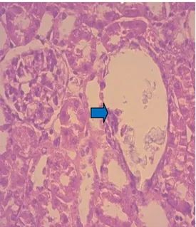 Figure 3: Normal renal parenchyma in negative   control rats; 