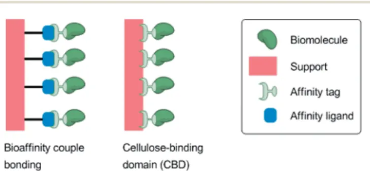 Fig. 16 Biological approaches to immobilization.