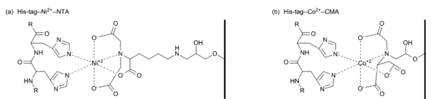 Fig. 18 Models of the interactions between the polyhistidine a ﬃ nity tag and two immobilized metal a ﬃ nity chromatography matrices: (a) the nickel – nitrilotriacetic acid matrix (Ni 2+ – NTA)