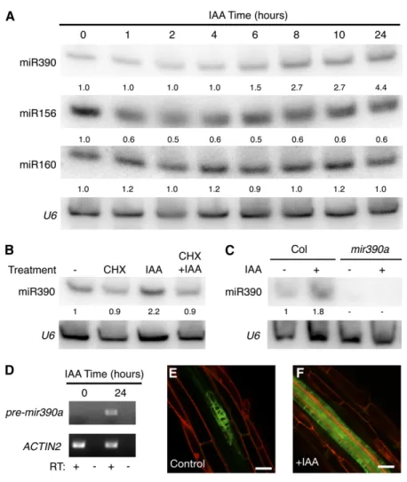 Figure 5. miR390 Expression Responds to Auxin during Lateral Root Induction.