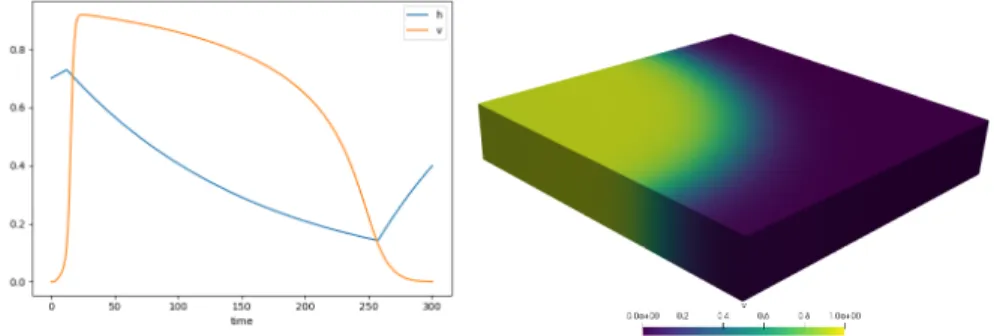 Fig. 1. Cardiac electrophysiology model simulation. (Left) v and h values along time for a given point of the domain, (Right) spatial propagation of v at a given time point.