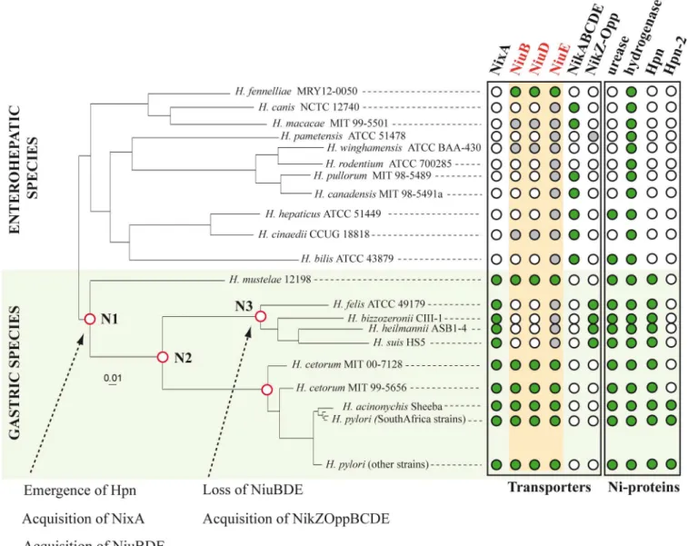 Fig 8. Evolutionary history of Helicobacter nickel inner membrane transporters. The core proteome-based neighbor-joining phylogenetic tree of Helicobacter species was obtained in a previous study [22]