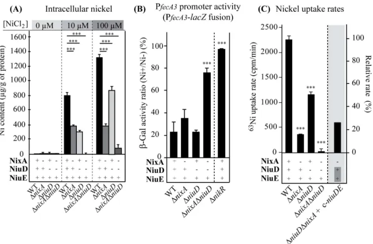 Fig 2. NiuD and NixA control the intracellular nickel content and uptake in H. pylori