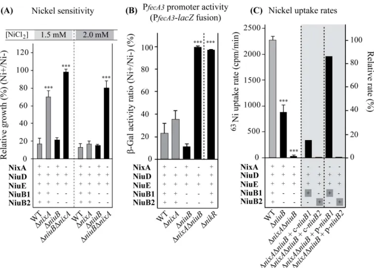 Fig 3. NiuB1 and NiuB2 control the nickel sensitivity and uptake in H. pylori. Panel A: Effect of nickel on growth of H