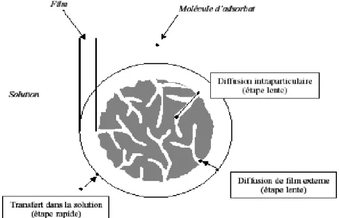 Figure 11:Etape de transfert de masse pour l'adsorption sur charbon actif (d’après KNAPPE        et SNOEYINK, 1995) [13]