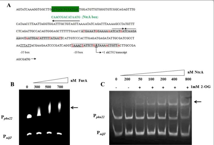 Fig. 1 a In silico prediction of putative Fur and NtcA boxes in the promoter region of alr2502 (pkn22)