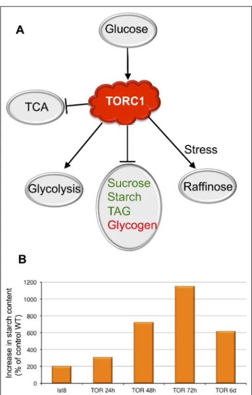 FIGURE 1 | The roles of the TOR kinase in the regulation of C metabolism. (A) Summary of the cross-talk between the TORC1 signaling pathway and the sugar metabolism