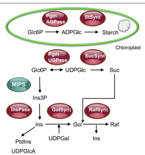 FIGURE 2 | Overview of the raffinose synthesis pathway and of its relationship with the sucrose and starch synthesis pathways.This ﬁgure shows that glucose 6-phosphate (Glc6P) can be used either for the synthesis of starch in chloroplasts or for the synthe