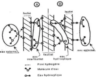 Figure I.8 : Illustration de la répartition de l'eau adsorbée à la surface des C-S-H, dont A et B sont  deux exemples possibles [04] 