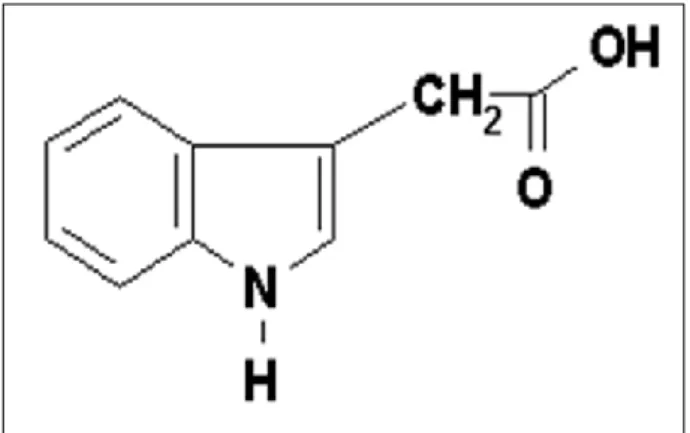 Figure 1: Structure chimique d’auxine naturelle (AIA) (Hopkins, 2003). 