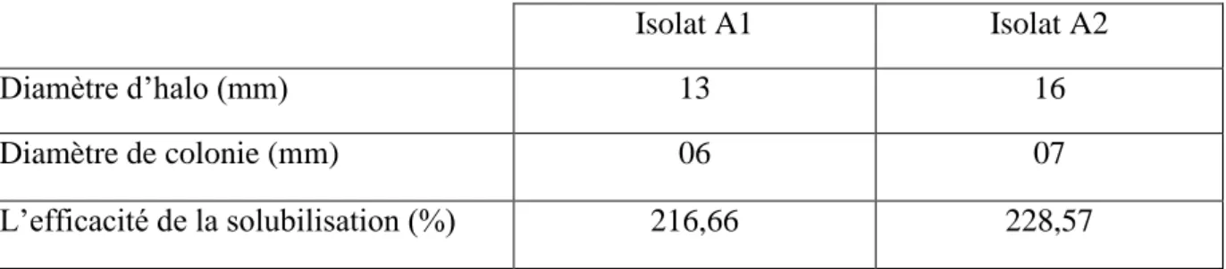 Tableau 03 : Mesure l’efficacité de la solubilisation de Ca 3 (PO4) 2  chez les deux isolats A1               et A2