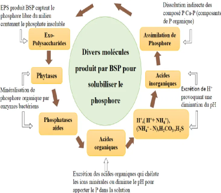 Figure 2: Mécanismes d’action des bactéries solubilisant le phosphate (Khan et al, 2009)