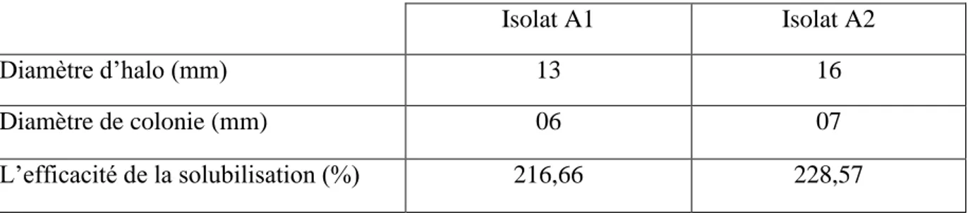 Tableau 03 : Mesure l’efficacité de la solubilisation de Ca 3 (PO4) 2  chez les deux isolats A1               et A2