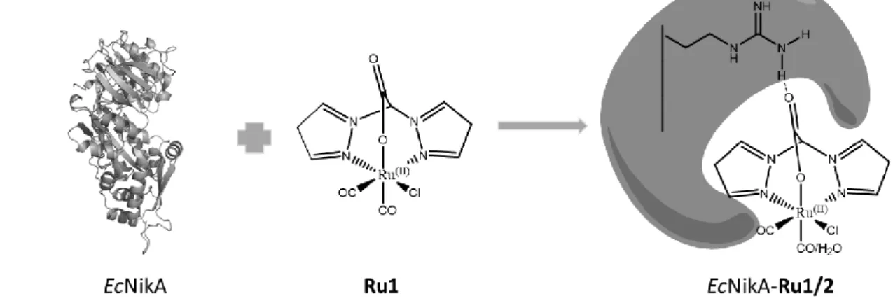 Figure 1. Drawings of EcNikA, Ru1 and EcNikA-Ru1/2. Arg137 is included in EcNikA-Ru1/2 to show the salt bridge  stabilizing the complex inside the protein