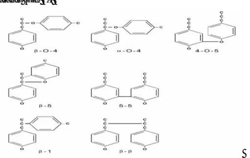 Figure 4: Principales liaison formant la lignine. 