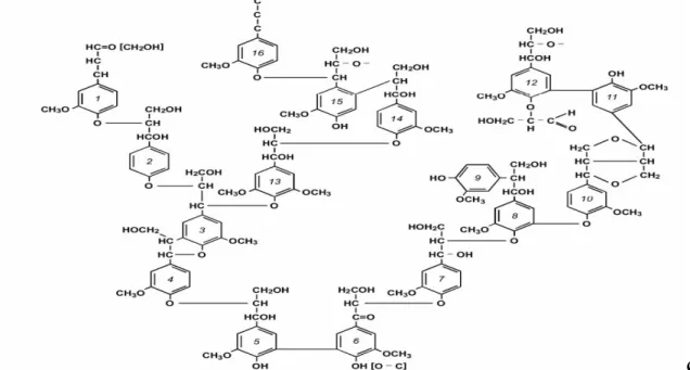 Figure 5 :  Structure moléculaire de la lignine  [64]. 