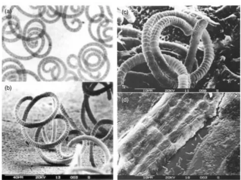 Figure 7. morphologie de la spiruline: (a)- sous microscope optique (b) Micrographie  électronique d'Arthrospira platensis (c)- Micrographie électronique d'un trichome  d'Arthrospira platensis(d) Micrographie électronique de non axénique de S
