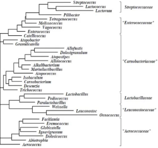 Figure 01 : Arbre phylogénétique de l’ordre de Lactobacillales (Ludwig et al., 2008).
