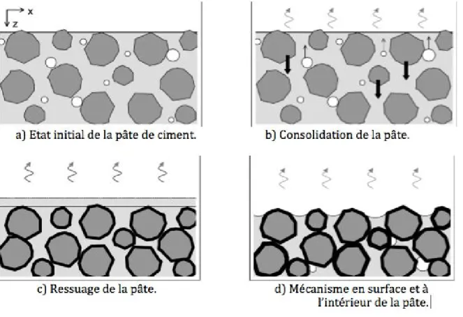 Figure  I.15: Schématisation des mécanismes du retrait plastique d’une pâte de ciment