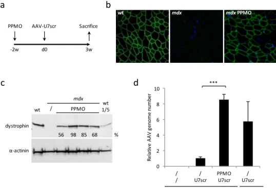 Fig.  2.  Effect  of  dystrophin  restoration  by  Pip6a-PMO  pre-treatment  on  vector  genome  maintenance