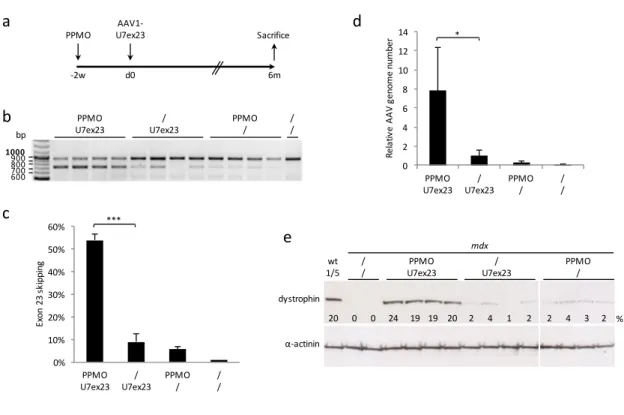Fig. 3. Effect of Pip6a-PMO pre-treatment on dystrophin rescue by low dose of AAV-U7ex23