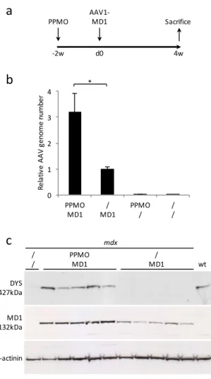 Fig. 4. Effect of Pip6a-PMO pre-treatment on AAV1 mediated micro-dystrophin gene therapy