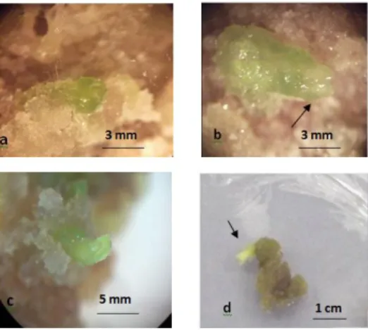Fig. 3: Neoformation phases of Somatic meristem in stem callus of Spunta variety a: primary axillary meristem  to  callus  in  65  days  of  growth;  b:  formation  of  the  first  leaf  primordial  after  67  days  of  growth;  c: 