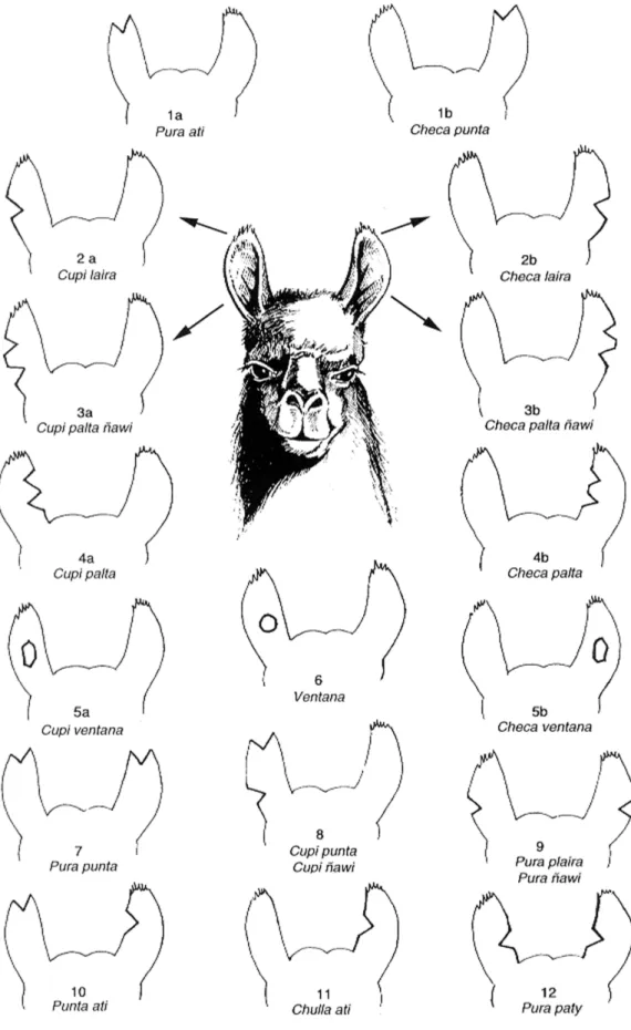 Figura 4. Tipología de los distintos cortes de orejas utilizados en la zona de Tomave-Ventilla, departamento de Potosí, Bolivia.