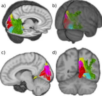 Fig. 6 The ﬁ ve intralobar ﬁ bers identi ﬁ ed in the occipital lobe. Tracts generated from group averaged data of 24 subjects