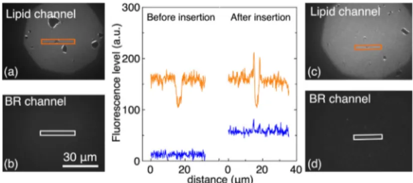 Fig. 6. Fluorescence microscopy images of a DSPC-DPPC double lipid bilayers before (a: lipid channel, b: proteins channel) and after (c: lipid channel, d: protein channel) BR reconstitution at T ¼ 25°C