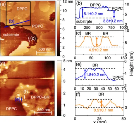 Fig. 2. (a) AFM images of a POPC:DPPC (1:1 by mol) supported lipid bilayer after BR reconstitution at room temperature