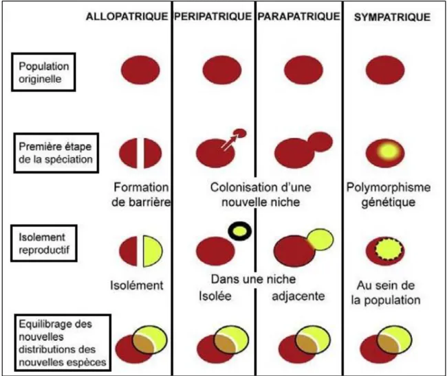 Figure 1 : Principes et séquence de différents modes de spéciation (Macé, 2009 ; modifiée  par Mansouri) 