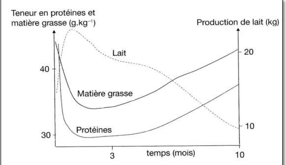Figure 1 : Evolution de la production du lait et des teneurs en matière grasse et protéines au  cours de lactation (Remond, 1987) 