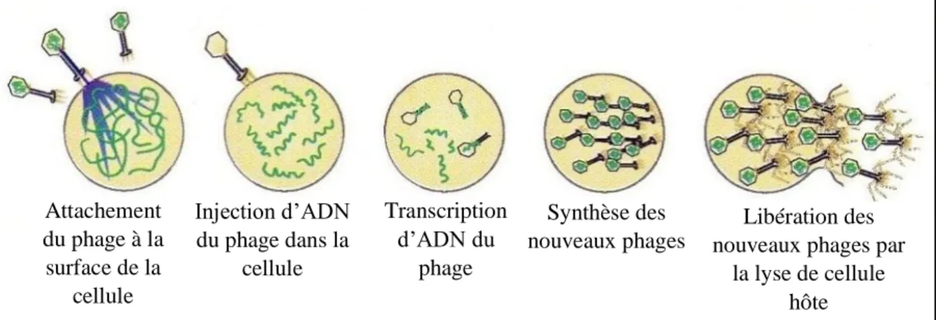 Figure 2 : Schéma d’attaque du bactériophage sur une cellule bactérienne. (Lamontagne et  al, 2002)